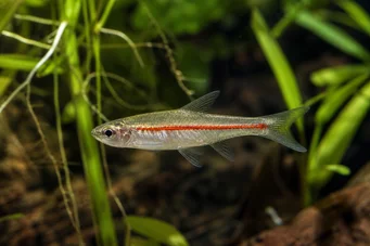 Rasbora pauciperforata Червона лінія Расбора