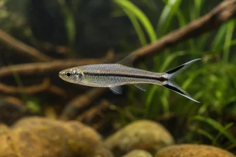 Rasbora trilineata Ножиці Расбори