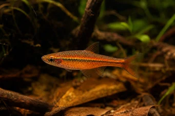 Rasbora vaterifloris Перлина