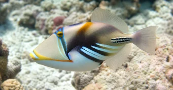 Rhinecanthus aculeatus (Баліста-пікассо)