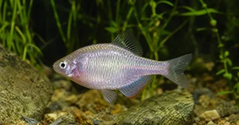 Rhodeus sericeus Бувєр