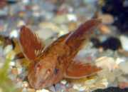 Rineloricaria sp rouge Rineloricaria черво...