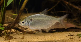 Roeboides caucae Charcin du Cauca