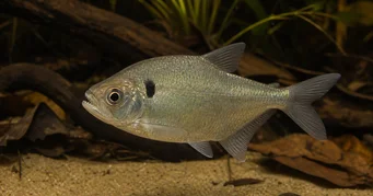 Roeboides descalvadensis Горб, голова внизу Дескалвадо