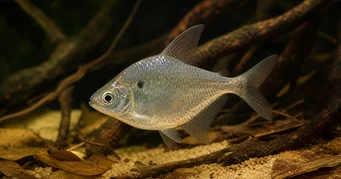 Roeboides meeki Скляний тетра