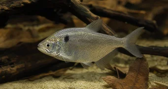 Roeboides paranensis Горб, голова внизу Парагваю
