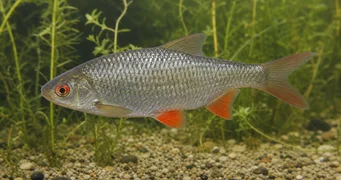 Rutilus rutilus Брут