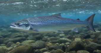 Salmo salar (Атлантичний лосось)
