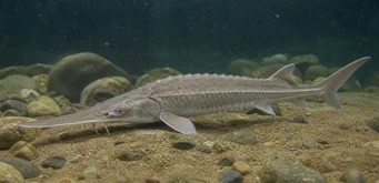 Scaphirhynchus platorhynchus (Платформа осет)