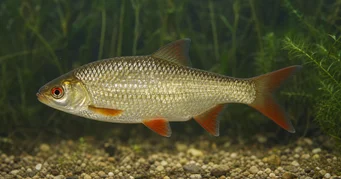 Scardinius erythrophthalmus (Обертатися)