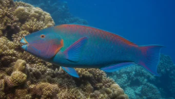 Scarus rubroviolaceus (Луг)