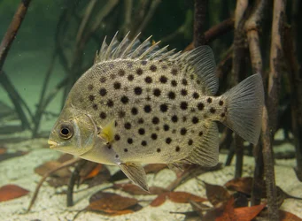 Scatophagus argus (Скатофаг)