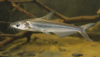 Schilbe intermedius (Сріблястий сом)