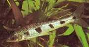 Schizodon fasciatus Зачарований �...