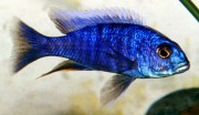 Sciaenochromis fryeri Ахлі