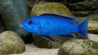 Sciaenochromis fryeri Ахлі