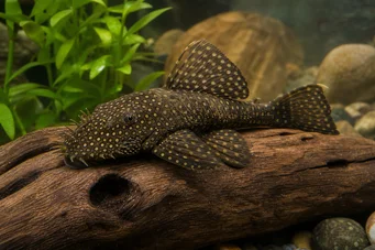 Silure ancistrus (Древній)