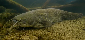 Silurus glanis Глайн Сом / великий сом