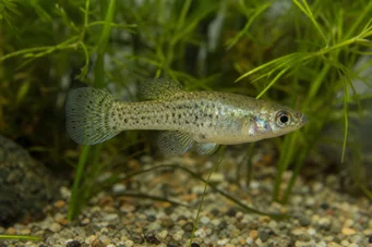 Skiffia francesae x multipunctatus (Skiffia francesae x multiputcatus)