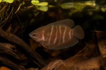 Sphaerichthys osphromenoides Шоколадний гурамі