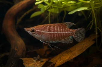 Sphaerichthys vaillanti (Самурай Гурамі)
