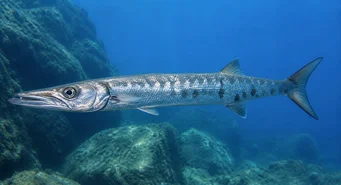 Sphyraena sphyraena (Морська щука)