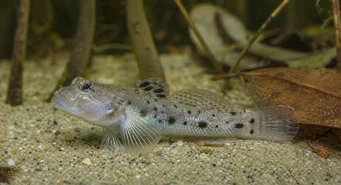 Stigmatogobius sadanundio (Плямистий Гобі)