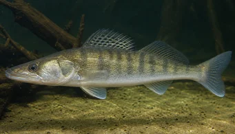 Stizostedion lucioperca (Сортувальник)