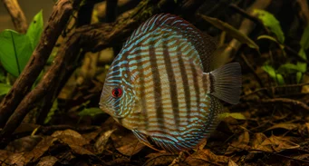 Symphisodon aequifasciata Зелений дискус