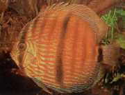 Symphysodon discus Hecke... Геккельська �...