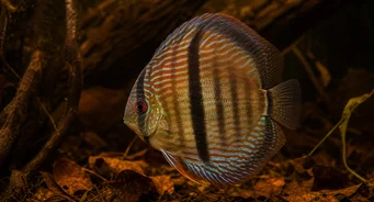Symphysodon discus Heckel (Геккельська дискусія)