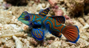Synchiropus splendidus (Мандаринська риба)