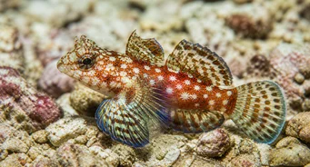 Synchiropus stellatus Зоряна мандаринна риба