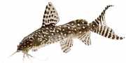 Synodontis angelicus Ангел сівник�...