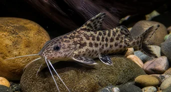Synodontis contractus (Синодонтис скорочення)