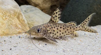 Synodontis multipunctatus (Плямистий синодонт)