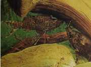 Synodontis nigriventris Чорна голова ...