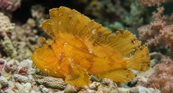 Taenianotus triacanthus (Скорпіон Листя риба)