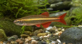 Tanichthys albonubes Бідний неоновий