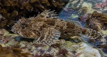 Taurulus bubalis (Морська чабо)