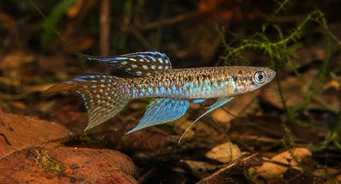 Terranatos dolichopterus Кіллі-Енг