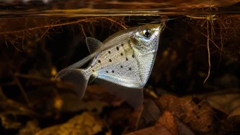 Thoracocharax stellatus Срібна риба Hachette