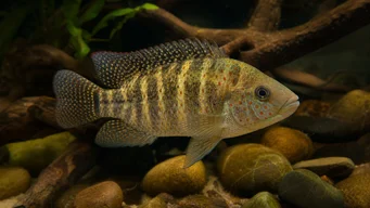Tilapia mariae П’ять -Об'єднана тилая