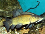 Tinca tinca Загальний та�...