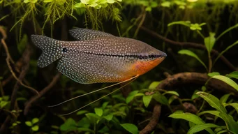 Trichogaster leeri Мозаїка Гурамі
