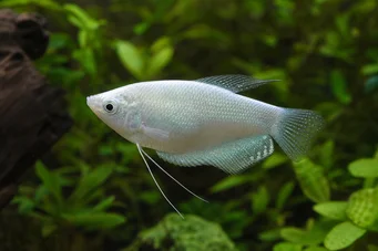 Trichogaster microlepis Гурамі Місяць