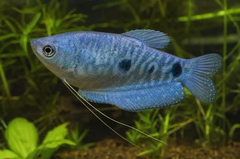 Trichogaster trichopterus sumatranus Гурамі з трьома золотими місцями