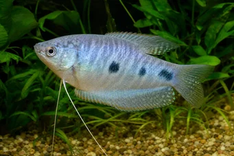Trichogaster trichopterus Три плями, Синій Гурамі