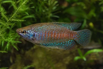 Trichopsis pumila Карликові гурамі