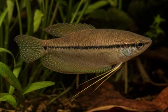 Trichopsis vittatus Гурамі Хаулер